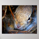 Baby Bunny Photo Print (Voorkant)