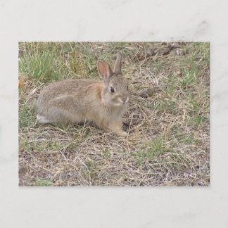 Baby Bunny Posing Briefkaart
