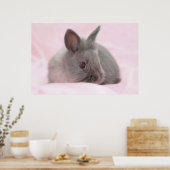 Baby bunny poster (Keuken)
