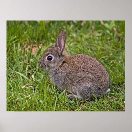 Baby Bunny Print (Voorkant)