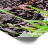 Baby Bunny Rabbit Poster (Hoek)