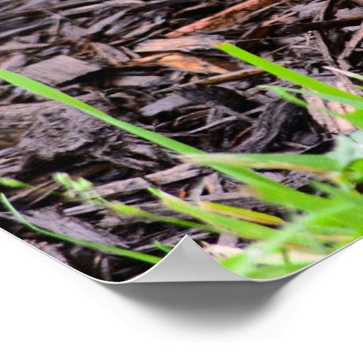 Baby Bunny Rabbit Poster (Hoek)