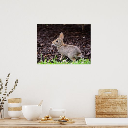 Baby Bunny Rabbit Poster (Keuken)