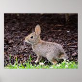 Baby Bunny Rabbit Poster (Voorkant)