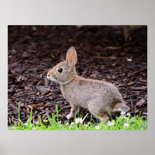 Baby Bunny Rabbit Poster (Voorkant)