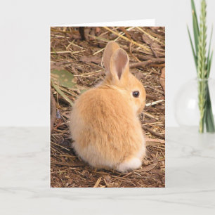 Baby bunny schattig! feestdagen kaart