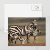 Baby Burchell's zebra met moeder Briefkaart (Voorkant / Achterkant)