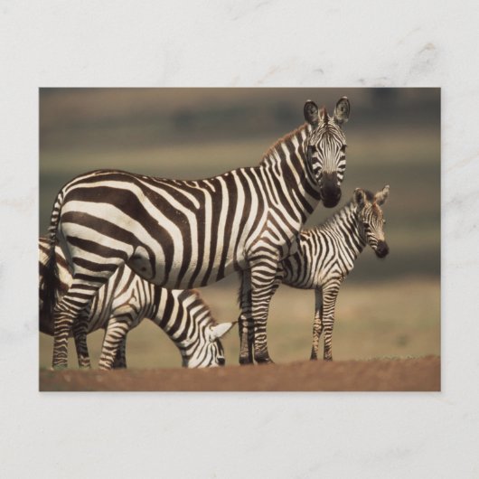 Baby Burchell's zebra met moeder Briefkaart (Voorkant)