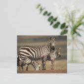 Baby Burchell's zebra met moeder Briefkaart (Staand voorkant)