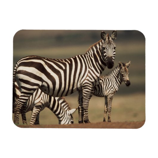 Baby Burchell's Zebra met moeder Magneet (Horizontaal)