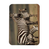 Baby Burchell's Zebra met moeder Magneet (Verticaal)