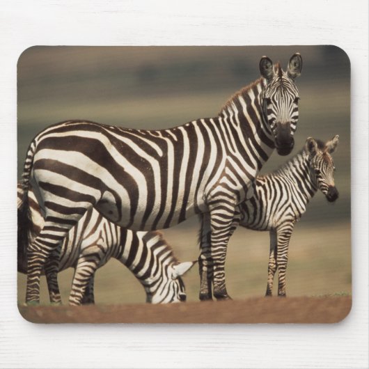 Baby Burchells zebra met moeder Muismat (Voorkant)