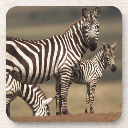 Baby Burchell's zebra met moeder Onderzetter (Voorkant)