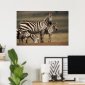 Baby Burchell's Zebra met moeder Poster (Thuiskantoor)