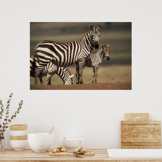 Baby Burchell's Zebra met moeder Poster (Keuken)