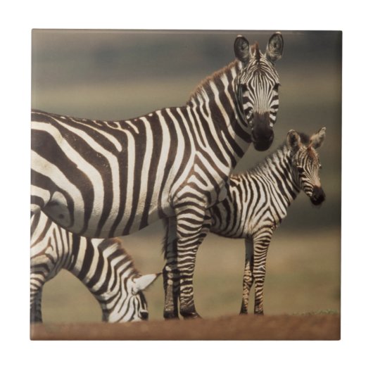 Baby Burchells zebra met moeder Tegeltje (Voorkant)