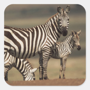 Baby Burchell's zebra met moeder Vierkante Sticker