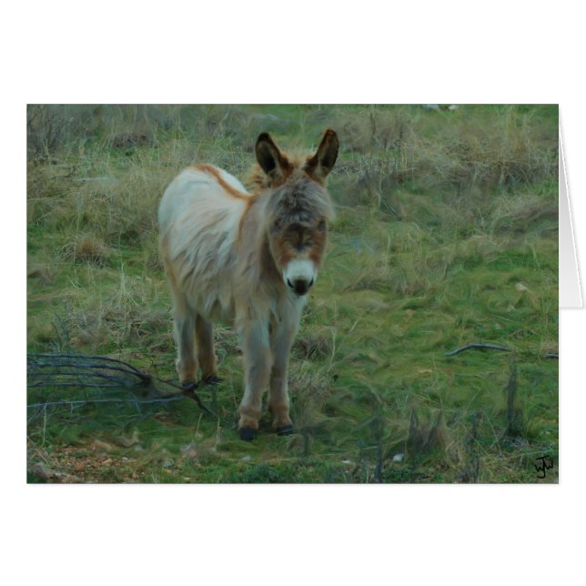Baby Burro (Voorkant Horizontaal)