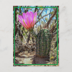 Baby Cactus Briefkaart