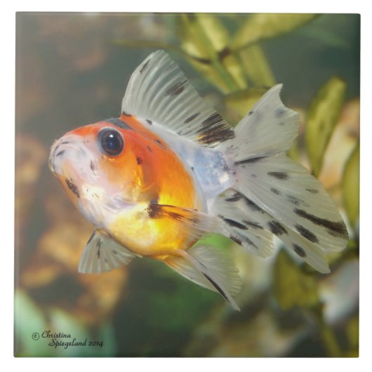 Baby Calico Ryukin Goldfish Tile Tegeltje (Voorkant)
