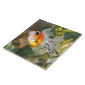 Baby Calico Ryukin Goldfish Tile Tegeltje (Zijkant)