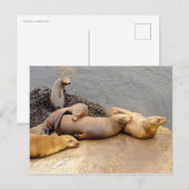 Baby California Zee Lions Briefkaart (Voorkant / Achterkant)