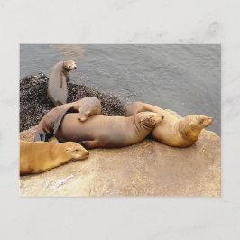 Baby California Zee Lions Briefkaart