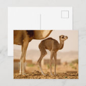 Baby Camel Briefkaart (Voorkant / Achterkant)