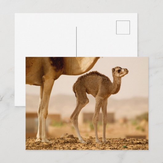 Baby Camel Briefkaart (Voorkant / Achterkant)