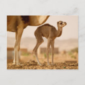 Baby Camel Briefkaart (Voorkant)