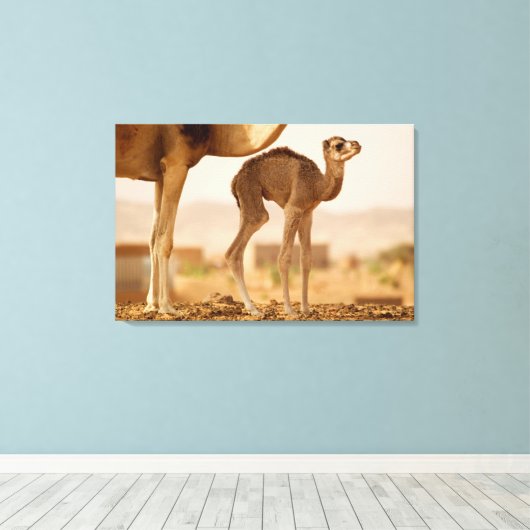 Baby Camel Canvas Afdruk (Insitu (Houten vloer))