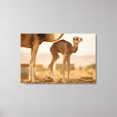 Baby Camel Canvas Afdruk (Voorkant)