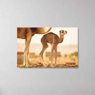 Baby Camel Canvas Afdruk