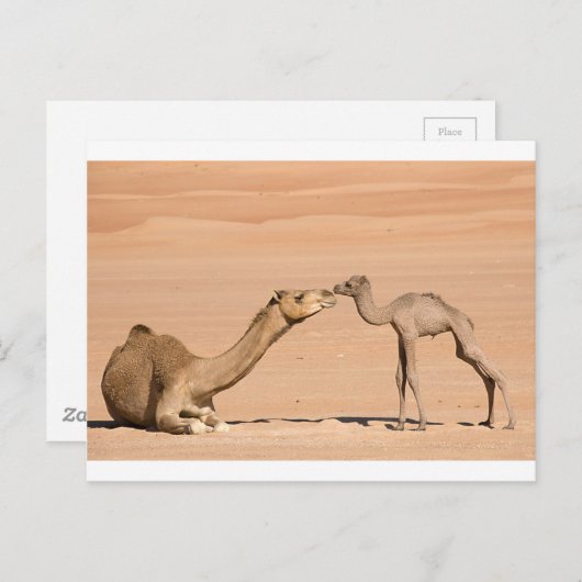 Baby Camel en zijn moeder Briefkaart (Voorkant / Achterkant)
