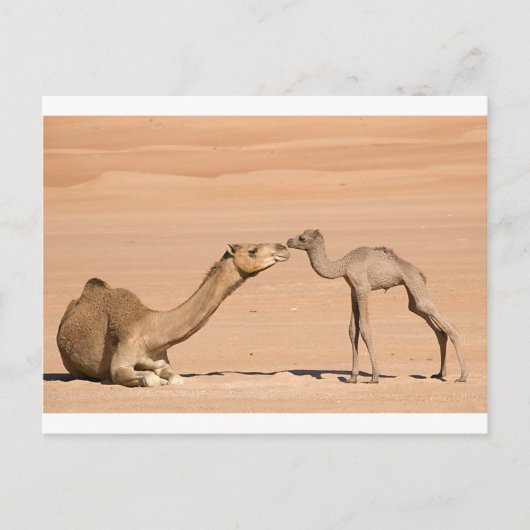 Baby Camel en zijn moeder Briefkaart (Voorkant)
