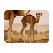 Baby Camel Magneet (Horizontaal)