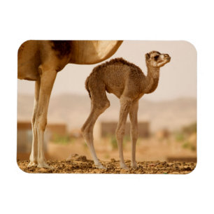 Baby Camel Magneet