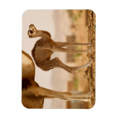 Baby Camel Magneet (Verticaal)