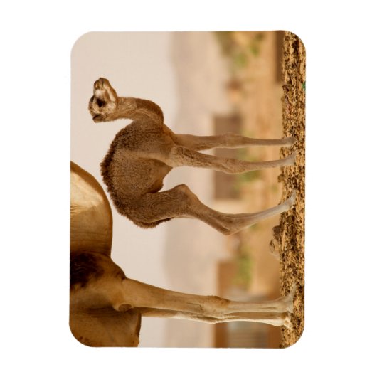 Baby Camel Magneet (Verticaal)
