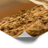 Baby Camel Poster (Hoek)