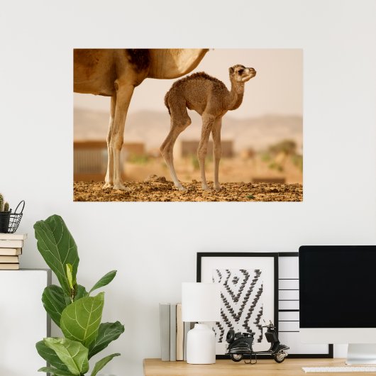 Baby Camel Poster (Thuiskantoor)