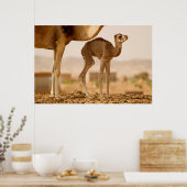 Baby Camel Poster (Keuken)