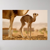 Baby Camel Poster (Voorkant)