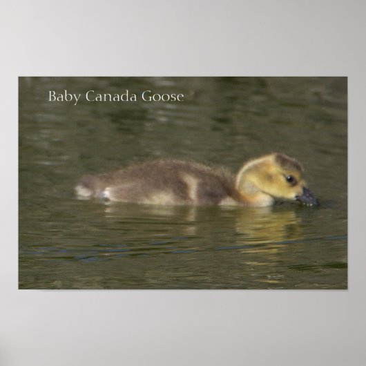 Baby Canada-gans Foto Poster (Voorkant)