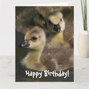 Baby Canada Geese Birds Birthday Wenskaart Kaart