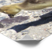 Baby Canada Geese Poster (Hoek)