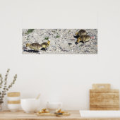 Baby Canada Geese Poster (Keuken)