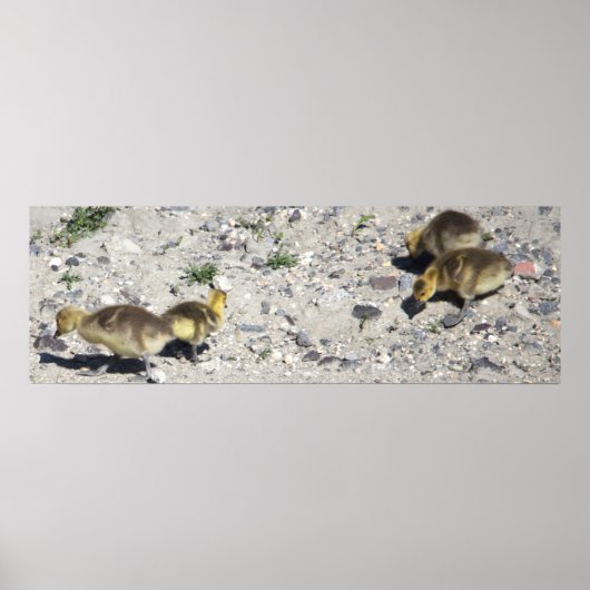 Baby Canada Geese Poster (Voorkant)