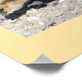 Baby Canada Geese Poster (Hoek)