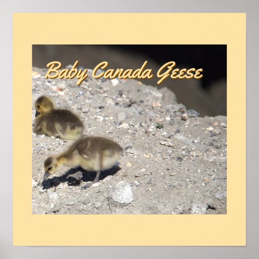 Baby Canada Geese Poster (Voorkant)